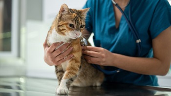 Gato de pelo amarelo e branco a ser examinado por uma veterinária
